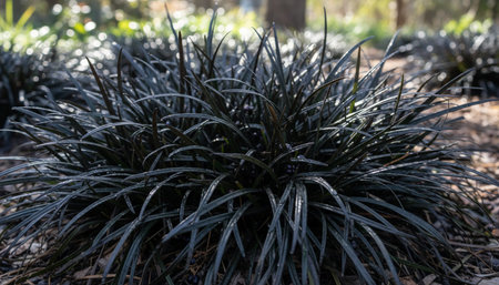 Beautiful Nature Photography Wallpaper.の写真素材