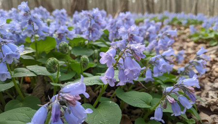 Beautiful Nature Photography Wallpaper.の写真素材