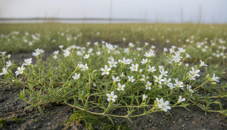 Beautiful Nature Photography Wallpaper.の写真素材