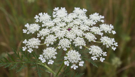 Beautiful Nature Photography Wallpaper.の写真素材