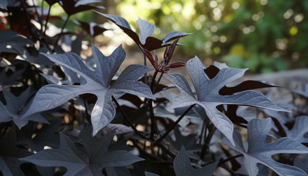 Beautiful Nature Photography Wallpaper.の写真素材