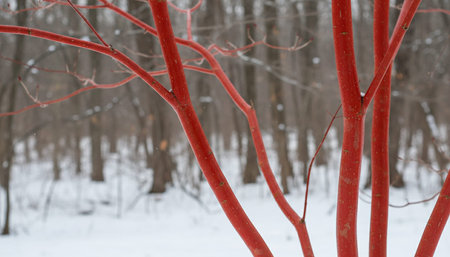 Beautiful Nature Photography Wallpaper.の写真素材