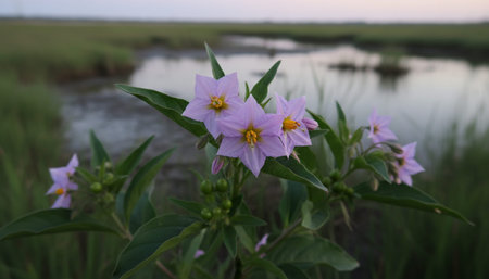 Beautiful Nature Photography Wallpaper.の写真素材