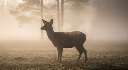 Beautiful Nature Photography Wallpaper.の写真素材