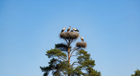 Beautiful Nature Photography Wallpaper.の写真素材