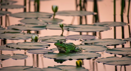 Beautiful Nature Photography Wallpaper.の写真素材