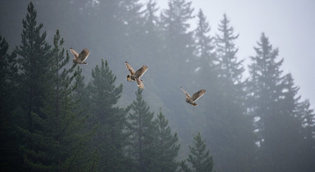 Beautiful Nature Photography Wallpaper.の写真素材