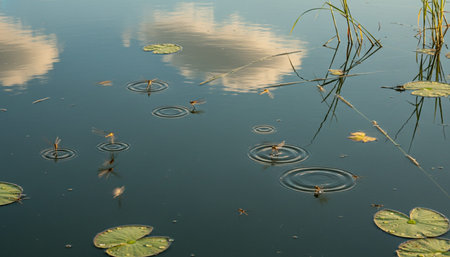 Natural Landscape Photography for Background Use