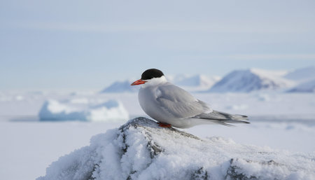 Wild Bird Photographyの写真素材