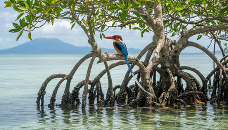 Wild Bird Photographyの写真素材