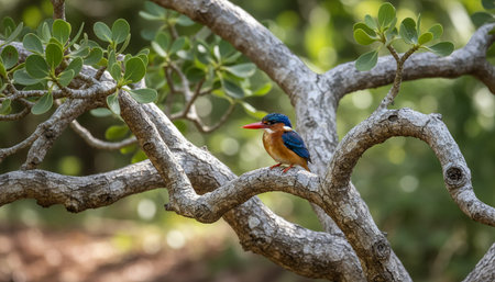 Wild Bird Photographyの写真素材