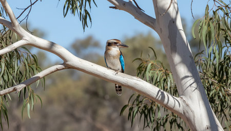 Wild Bird Photographyの写真素材