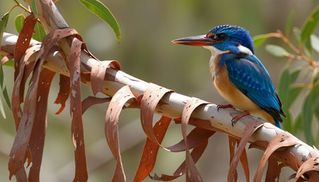 Wild Bird Photographyの写真素材