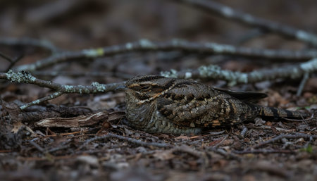 Wild Bird Photographyの写真素材