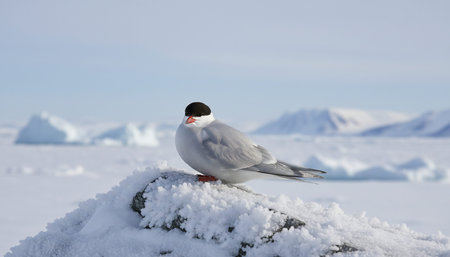 Wild Bird Photographyの写真素材