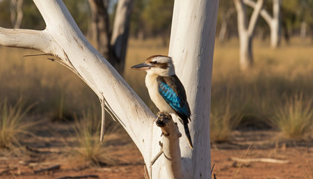 Wild Bird Photographyの写真素材