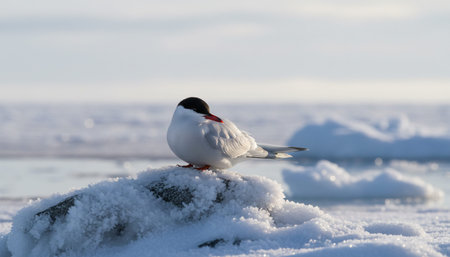 Wild Bird Photographyの写真素材