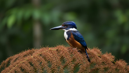 Wild Bird Photographyの写真素材