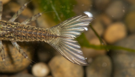 Insect wildlife photographyの写真素材