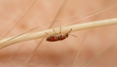 Insect wildlife photography