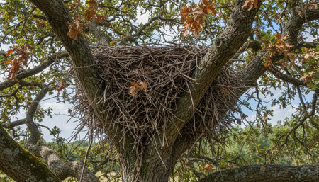 Tree plantation photographyの写真素材