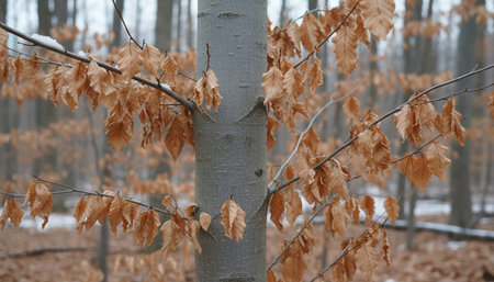Tree plantation photographyの写真素材