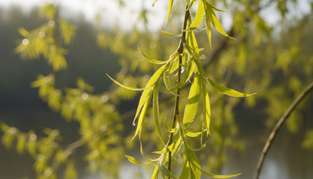 Tree plantation photographyの写真素材