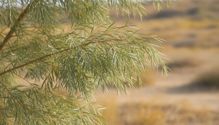Tree plantation photography