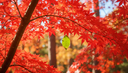 Tree plantation photography