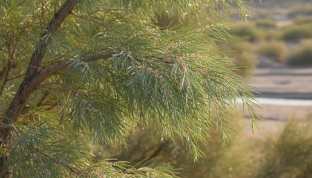 Tree plantation photography