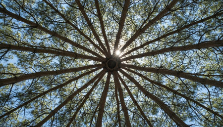 Tree plantation photographyの写真素材