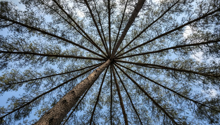 Tree plantation photographyの写真素材