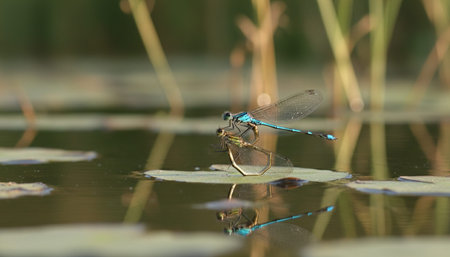 Wildlife Photography with Natural Background