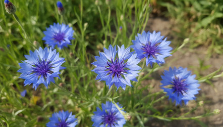 Floral Nature Photography with Natural Background