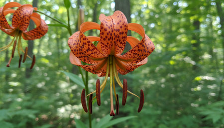 Floral Nature Photography with Natural Backgroundの写真素材