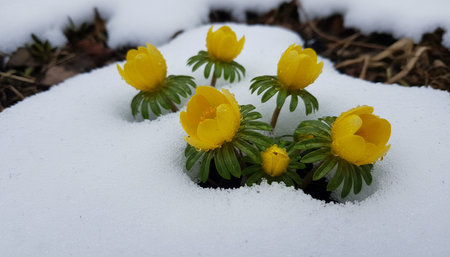 Floral Nature Photography with Natural Backgroundの写真素材