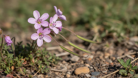 Floral Nature Photography with Natural Backgroundの写真素材