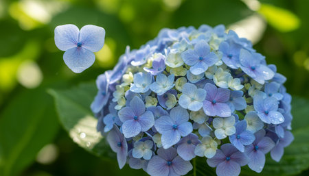 Floral Nature Photography with Natural Background
