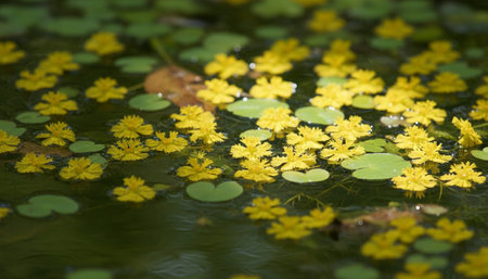 Floral Nature Photography with Natural Backgroundの写真素材