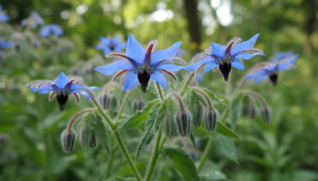 Floral Nature Photography with Natural Backgroundの写真素材
