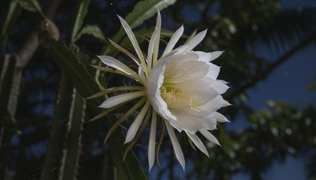 Floral Nature Photography with Natural Backgroundの写真素材