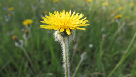 Floral Nature Photography with Natural Background