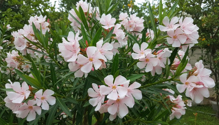 Floral Nature Photography with Natural Background