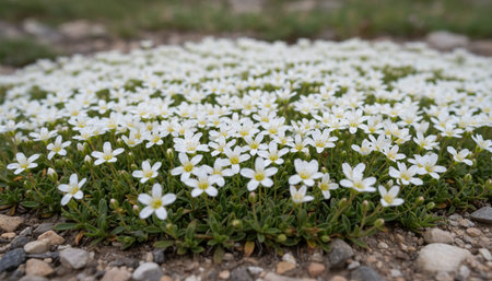 Floral Nature Photography with Natural Background