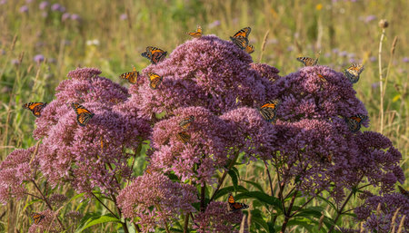Floral Nature Photography with Natural Background