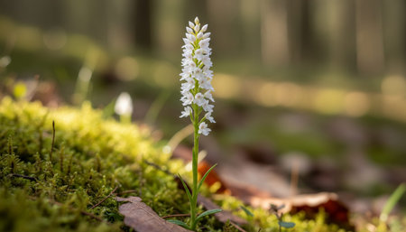 Floral Nature Photography with Natural Backgroundの写真素材