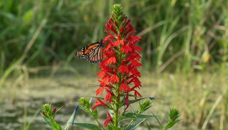 Floral Nature Photography with Natural Backgroundの写真素材