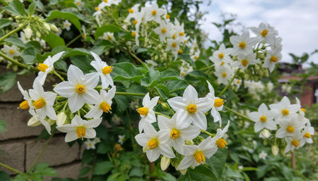Floral Nature Photography with Natural Backgroundの写真素材