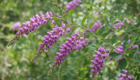 Floral Nature Photography with Natural Backgroundの写真素材