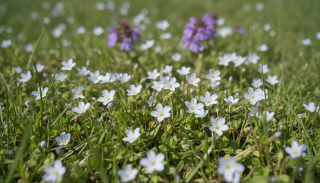 Floral Nature Photography with Natural Backgroundの写真素材